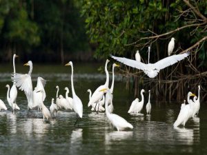 Festival de Aves Martinica 2015