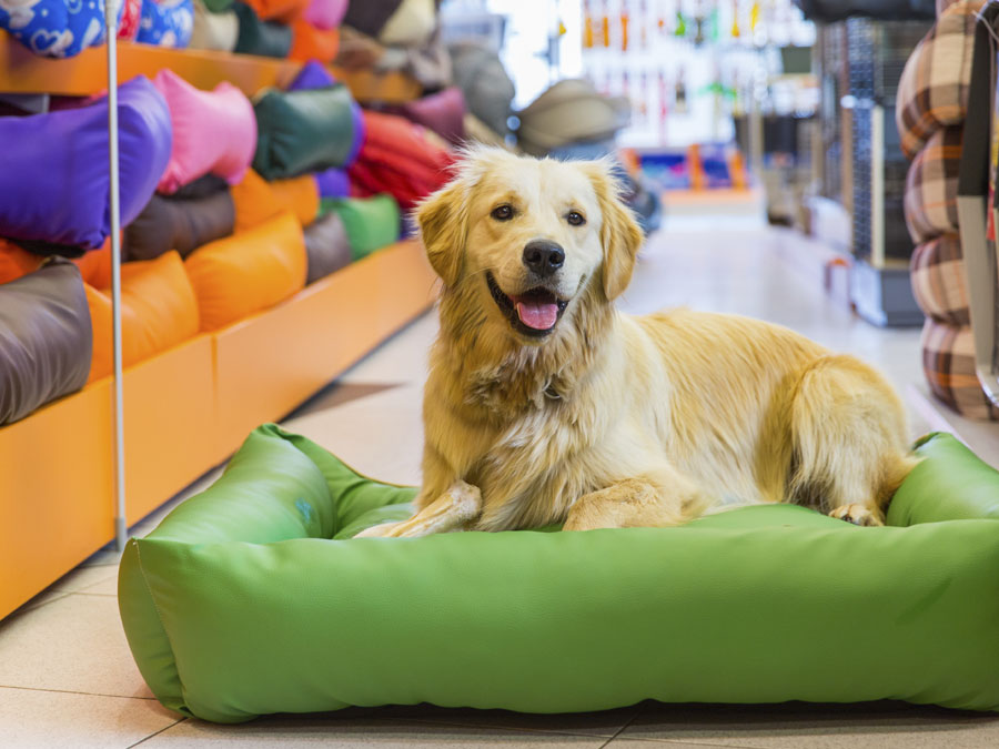 Tiendas para mascotas en el DF