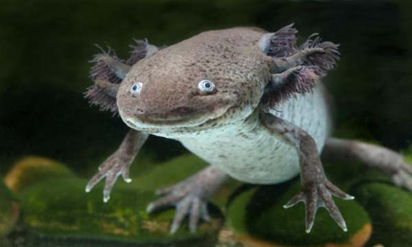 museo-del-ajolote-vivo