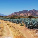 Enamórate del tequila en un recorrido por La Alborada