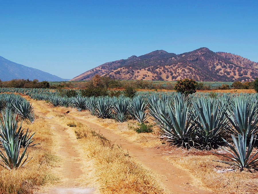 Enamórate del tequila en un recorrido por La Alborada