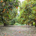 Tour de la naranja en Montemorelos