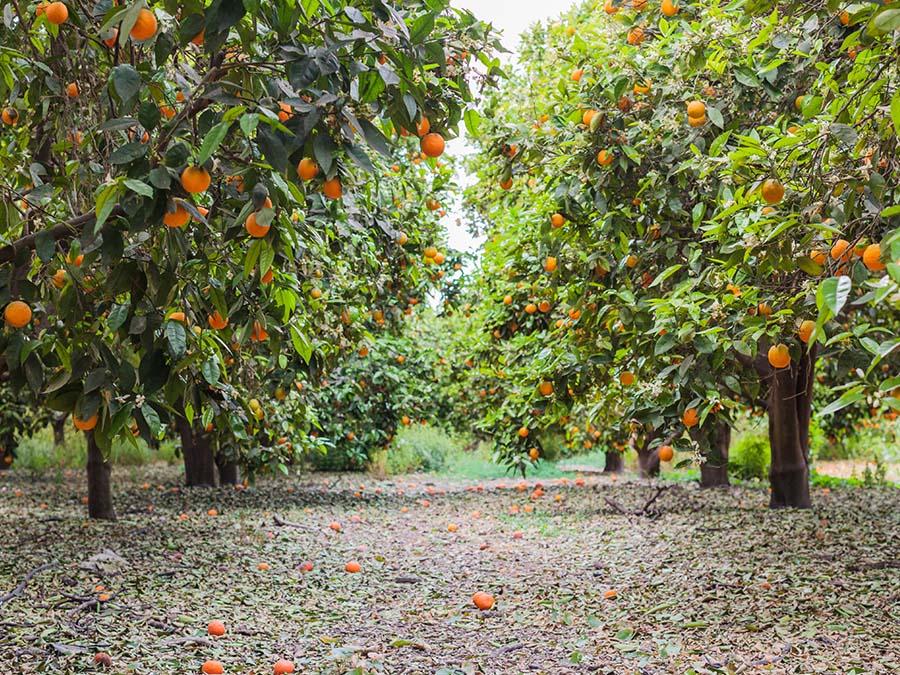 Tour de la naranja en Montemorelos