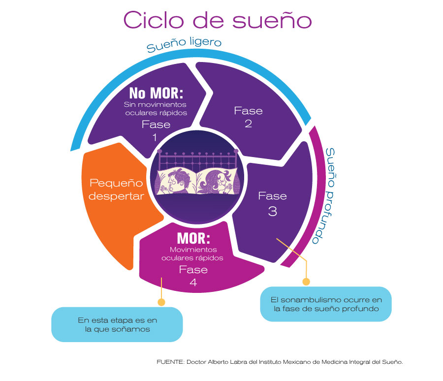 Ciclo del sueño (infografía)