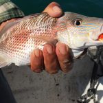 Pescados y mariscos mexicanos para la comida de Cuaresma