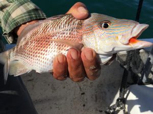 Pescados y mariscos mexicanos para la comida de Cuaresma