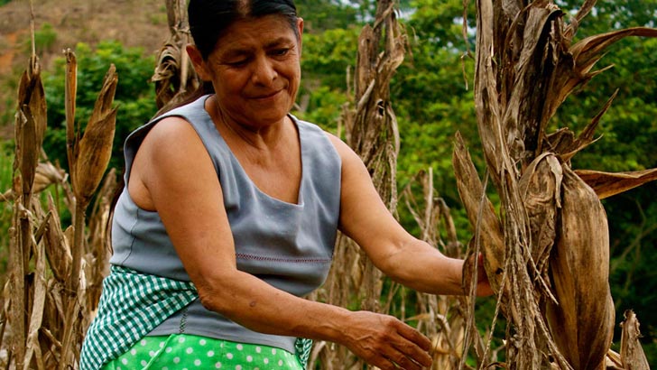 Las mujeres campesinas e indígenas, la agricultura y el cambio climático