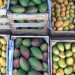 10 datos sobre el mango que quizá no sabías