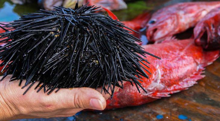 Historias de pescadores de Baja California