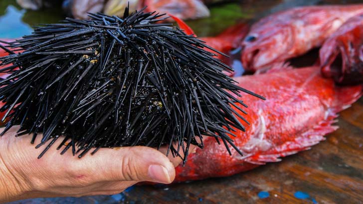 Historias de pescadores de Baja California