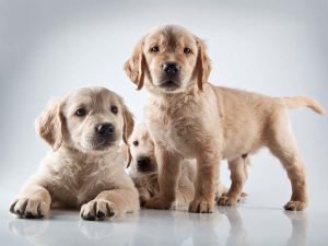 Paseo canino “Golden retriever” CDMX