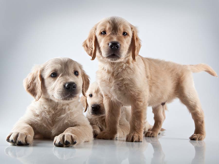 Paseo canino “Golden retriever” CDMX