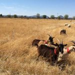 Rancho Santa Marina, del campo a la mesa en Querétaro