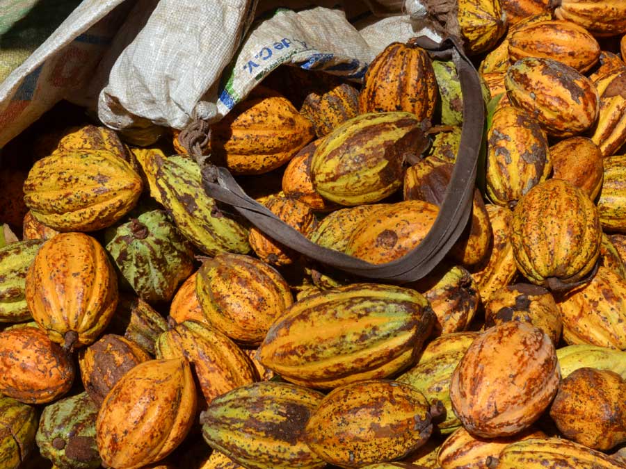 Cacao que espera ser cortado en la Hacienda Jesús María, uno de los puntos de la Ruta del cacao Foto: Mariana Castillo