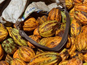 Hacienda Jesús María, un paseo natural y chocolatoso en Comalcalco