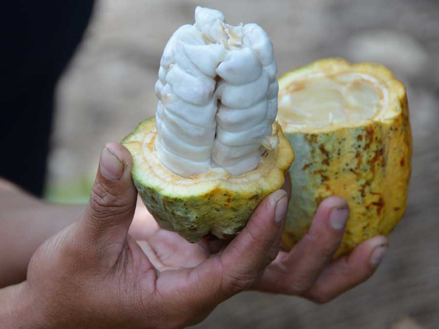 Así se ve la mazorca del cacao recién cortada para chuparle el mucílago Foto: Mariana Castillo