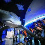 Expo Tiburones, mantas y rayas en el Museo de Historia Natural