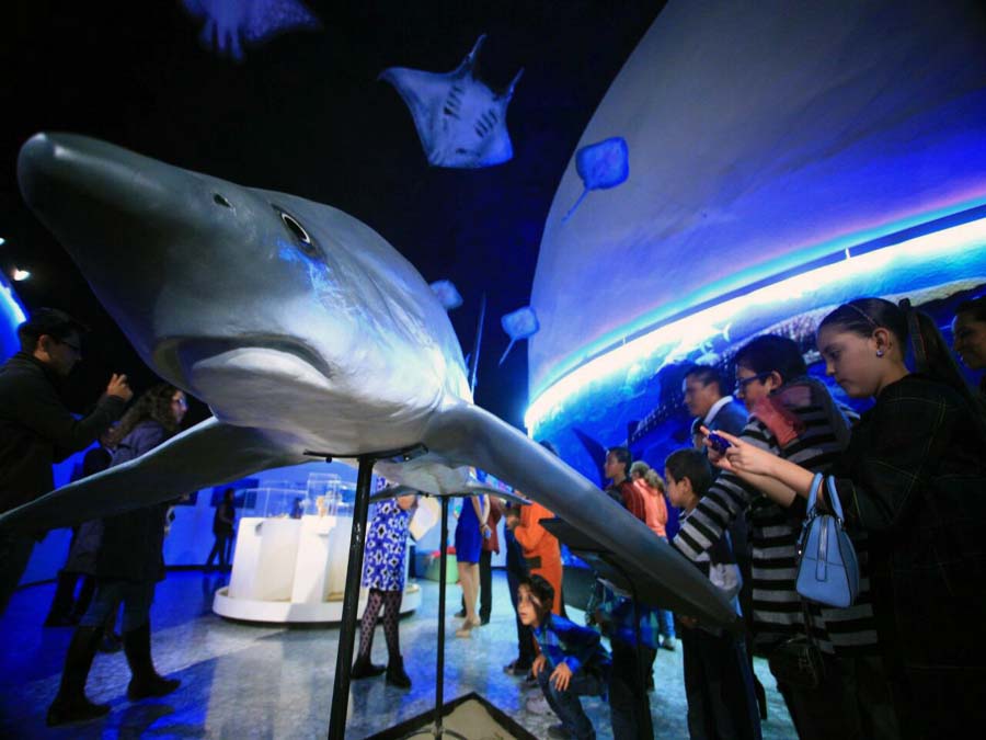 Expo Tiburones, mantas y rayas en el Museo de Historia Natural