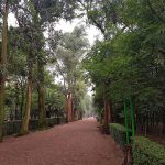 Viveros de Coyoacán: bosque, deporte y ardillas