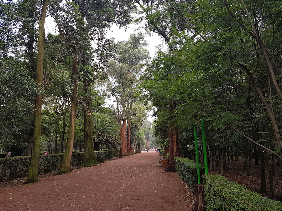 Viveros de Coyoacán: bosque, deporte y ardillas