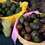 Aguacate a precio de productor en Mercado Alternativo de Tlalpan