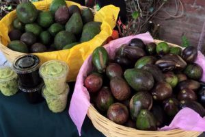 Aguacate a precio de productor en Mercado Alternativo de Tlalpan