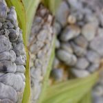 10 datos sobre el huitlacoche