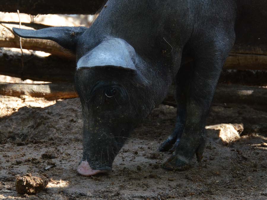 Cerdo pelón en 