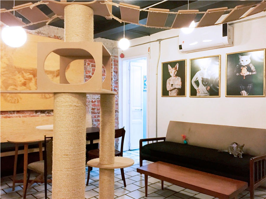 La Gatería, un Neko café en la Ciudad de México