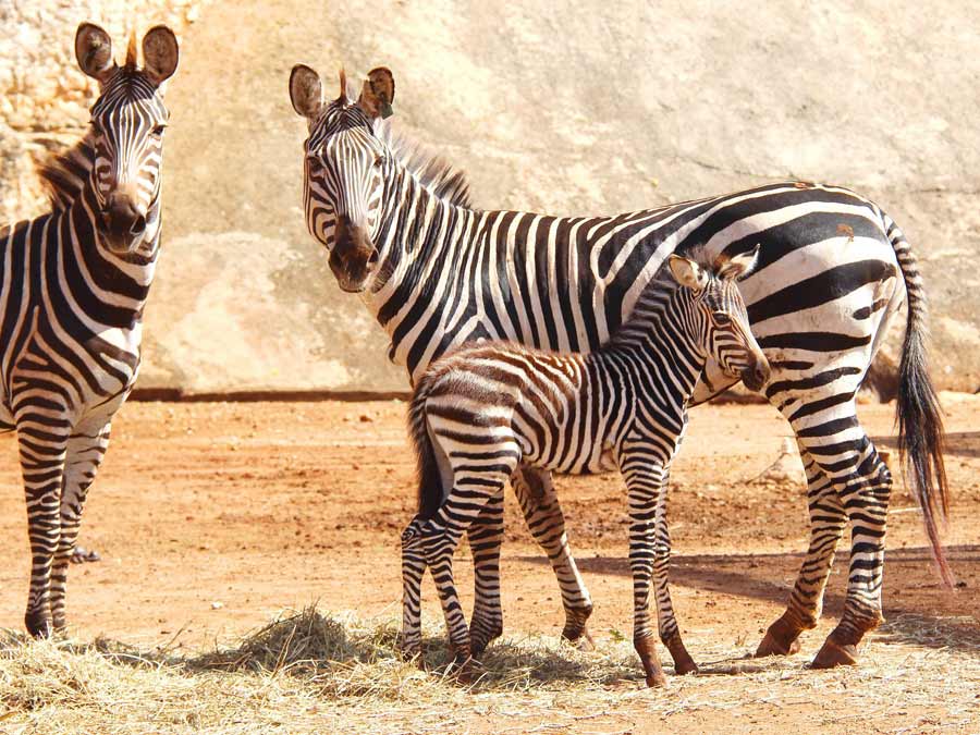 Wameru, parque zoológico de Querétaro