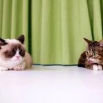 Día Internacional del Gato, de gatos y gatomanía en internet