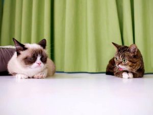 Día Internacional del Gato, de gatos y gatomanía en internet