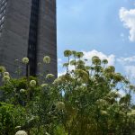 Huerto Tlatelolco, un respiro verde entre edificios en la Ciudad de México