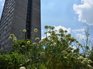 Huerto Tlatelolco, un respiro verde entre edificios en la Ciudad de México