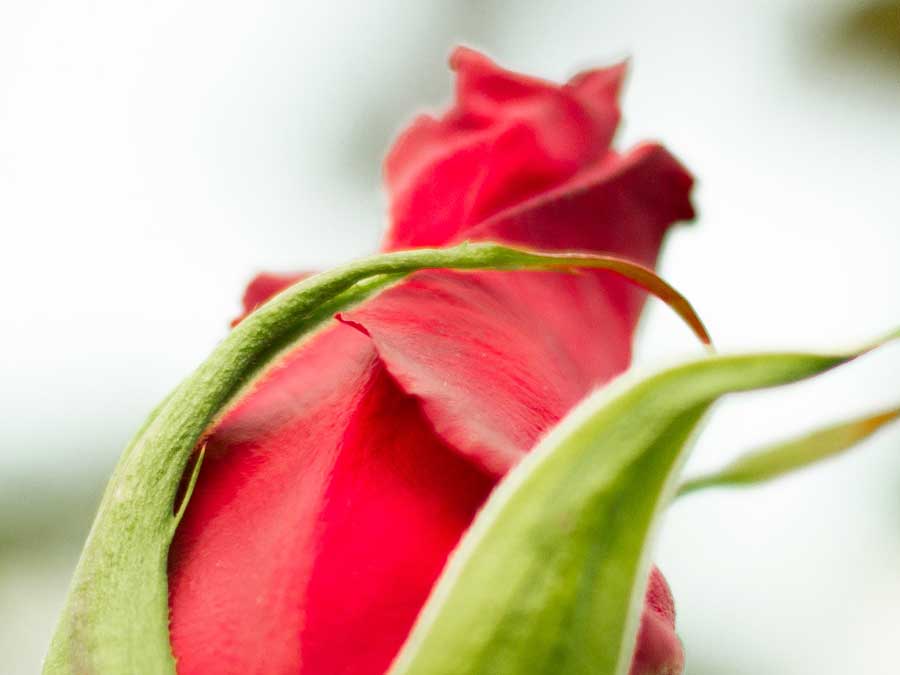 ¿Un ramo de rosas? 5 datos sobre estas flores para fechas especiales