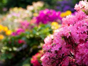 Reconéctate con la naturaleza en el Festival Flores y Jardines 2017