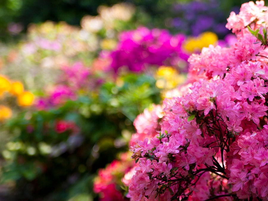 festival flores y jardines 2017