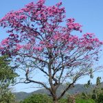 Macuilis, árboles que son el alma primaveral en Tabasco