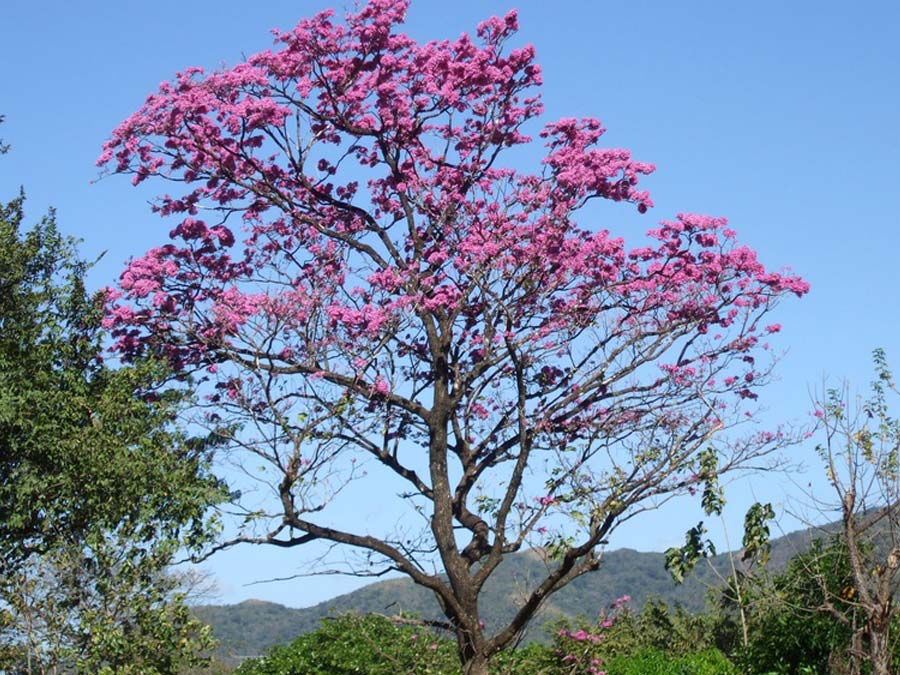 Macuilis, árboles que son el alma primaveral en Tabasco