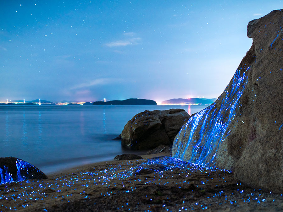 Lugares bioluminiscentes en México