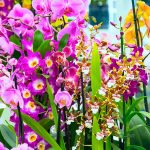 Feria Nacional de la Orquídea 2017 en Coatepec, Veracruz