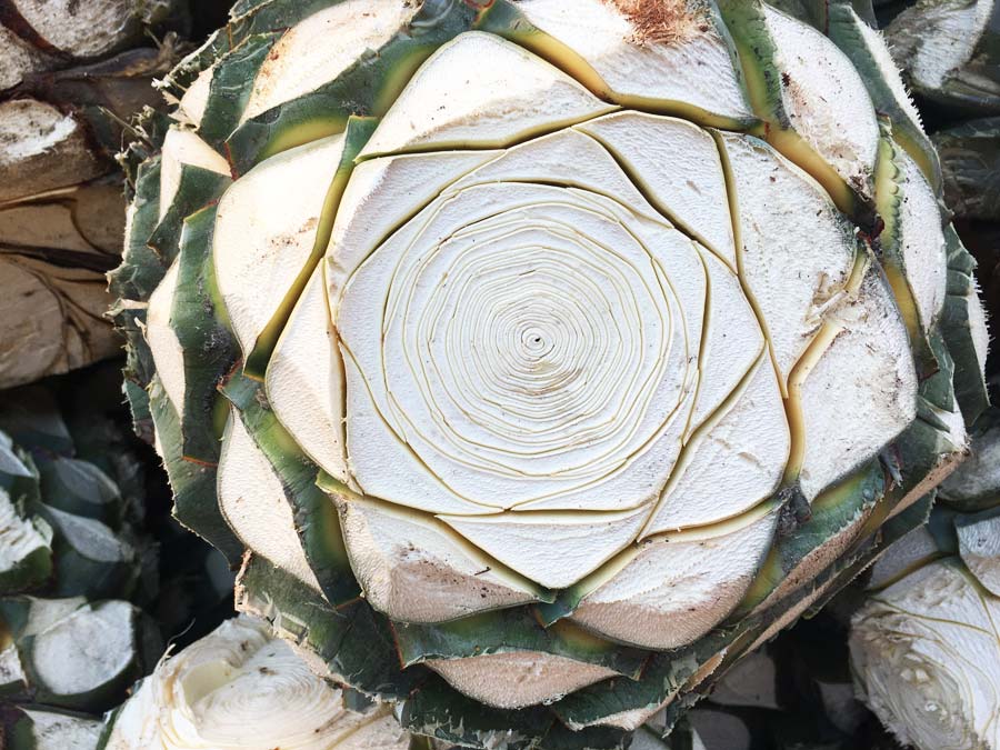 Destilería La Rojeña en Tequila, un paseo tequilero