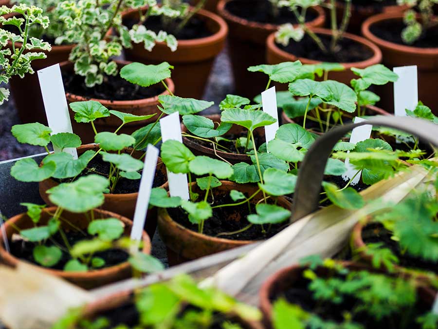 Eventos CDMX cuidado del medio ambiente