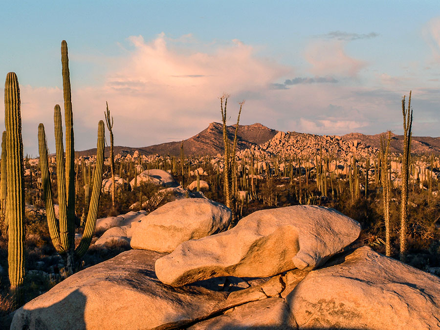 Cataviña Baja California, oasis en el desierto mexicano