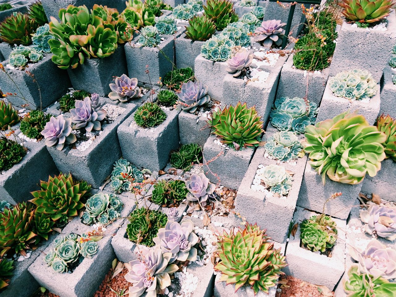 jardin botanico de chapultepec