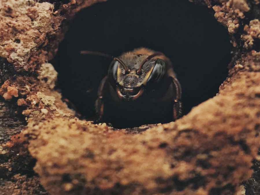 Abeja melipona, especie valiosa y significante en Yucatán