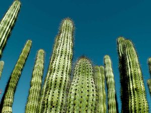 jardines botánicos en méxico