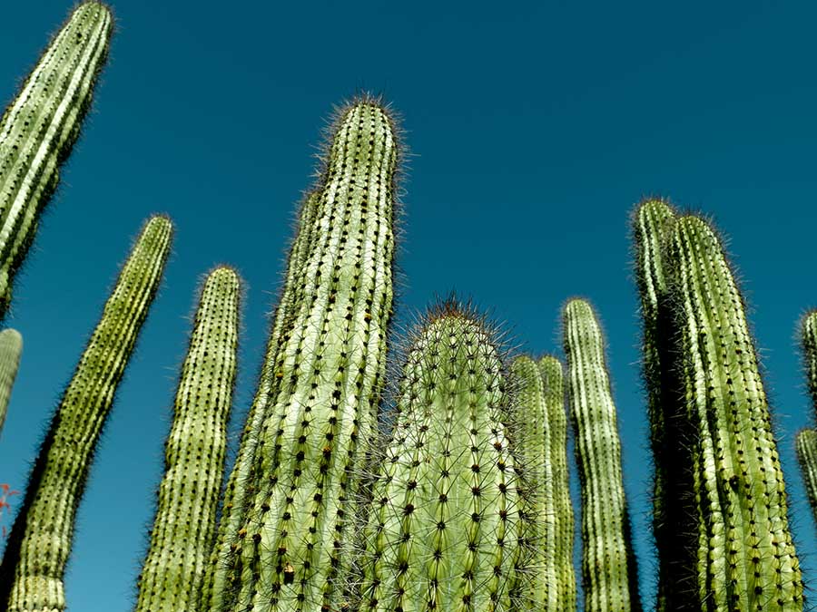 jardines botánicos en méxico