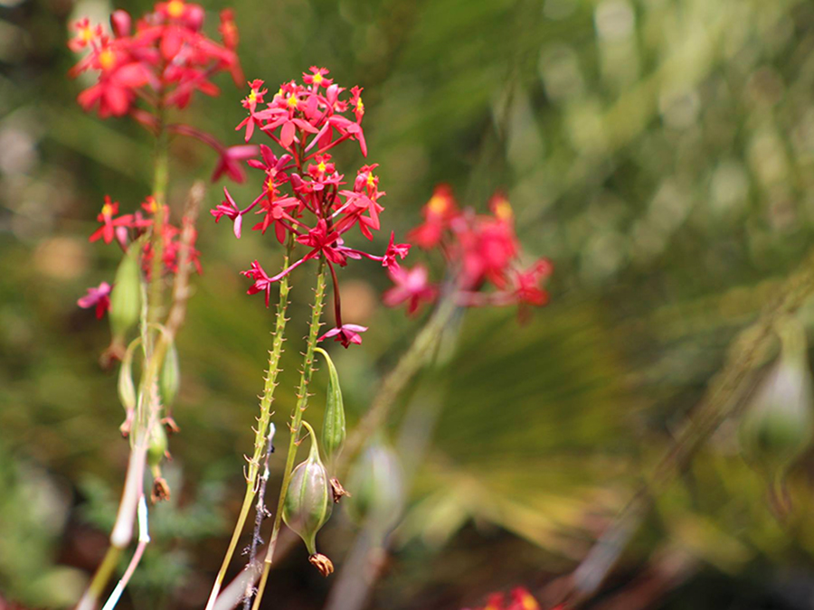 jardines botanicos en mexico