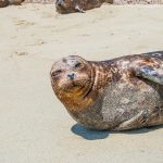 La Lobera, el destino vacacional de los lobos marinos